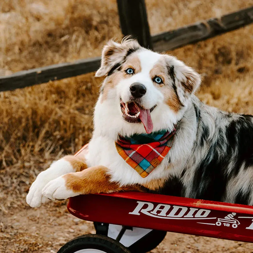 Dog and Cat Bandana: Buchanan Plaid Flannel