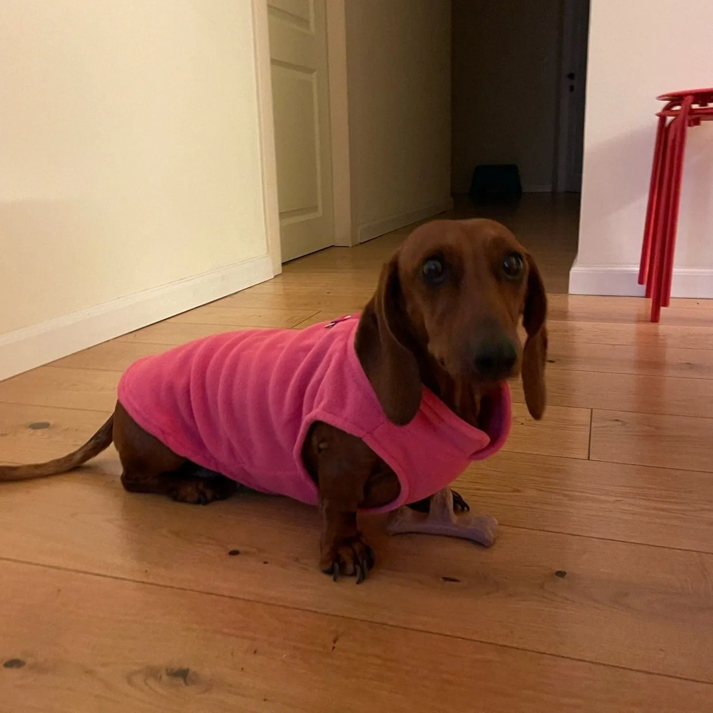 Fleece Dachshund Jacket