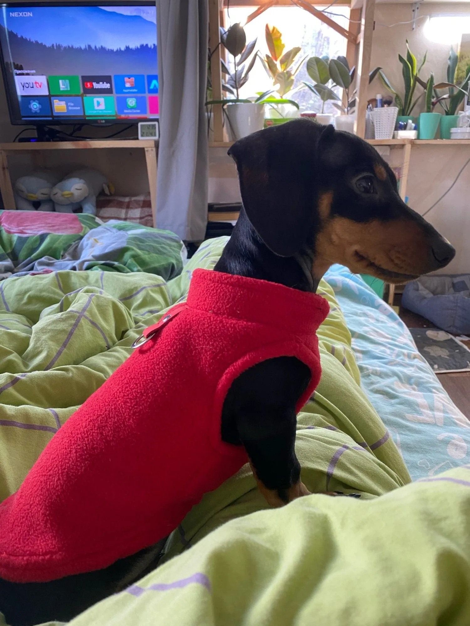 Fleece Dachshund Jacket